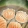 wow.zamimg.com_images_wow_icons_large_inv_misc_food_cooked_shrimpdumplings.jpg
